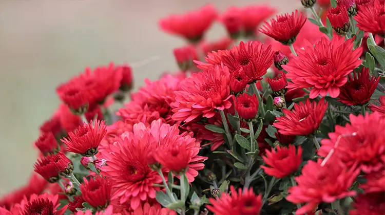 Krizantém (piros színű virágokkal)