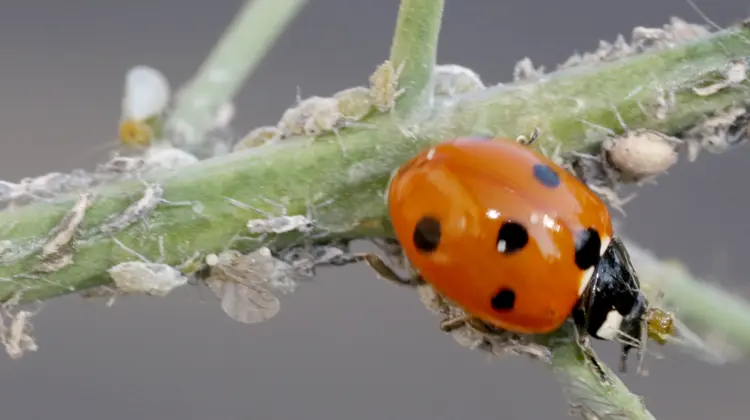 Katicabogár a levéltetveket pusztítja